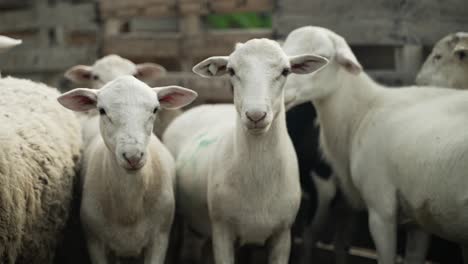 sheep in a fence on a small farm