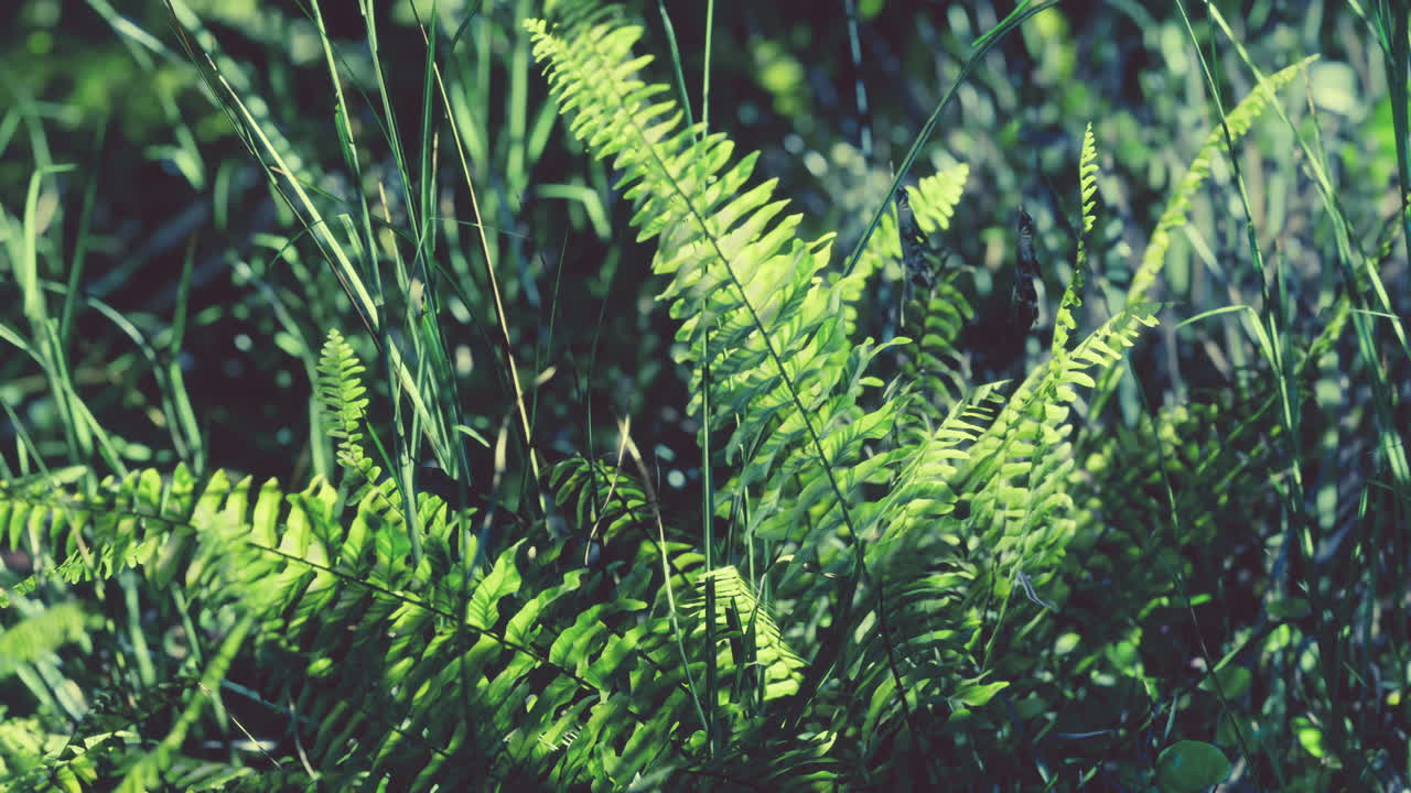 Sun shining into tropical forest