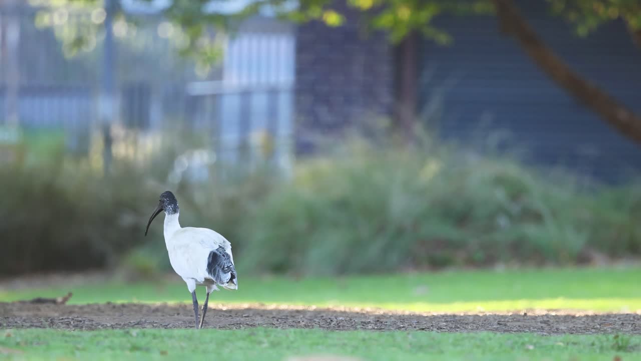 자연 서식지에서 산책하고 먹이를 찾는 이비스