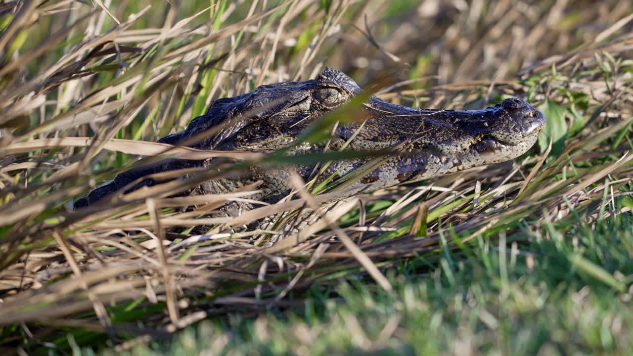 Caiman lying on ground with slight grass cover, sun casting shadow on back, young head peering through tall grass