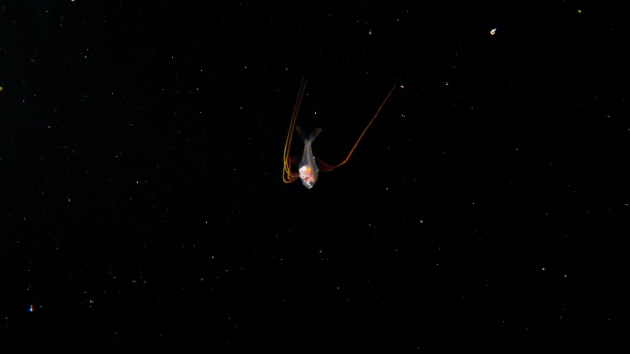An larval Alfonsino (Beryx decadactylus) filmed at night during a Blackwater dive, it's slowly swimming downward