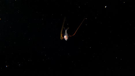 an larval alfonsino (beryx decadactylus) filmed at night during a blackwater dive, it's slowly swimming downward