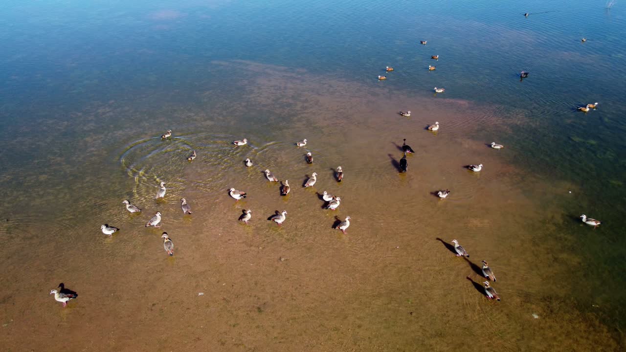 bandada de gansos egipcios y otras aves acuáticas en aguas poco profundas de un estanque, áfrica del sur
