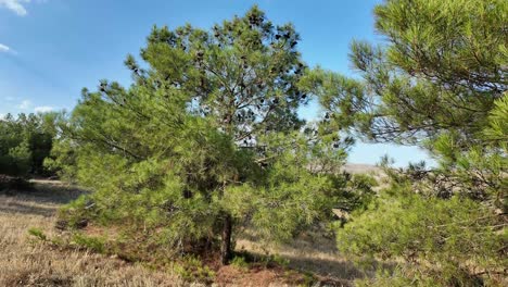 Descubra-La-Exuberante-Vegetación-Y-El-Entorno-Sereno-De-Crimea,-Donde-El-Sol-Ilumina-Un-Paisaje-Floreciente-Lleno-De-Vida-Y-Tranquilidad.