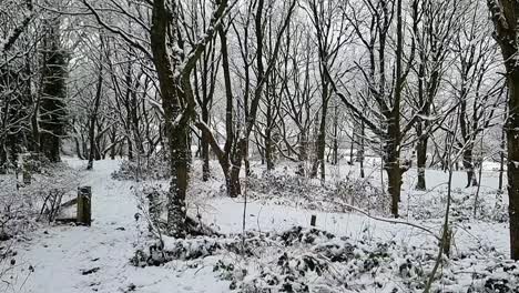 Árboles-Forestales-Sin-Hojas-En-Invierno-Con-Nieve-Cayendo-Lentamente-De-Las-Ramas