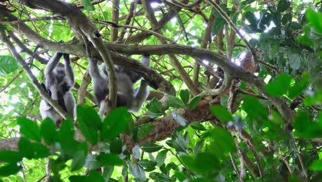 Beide-Ruhen-Auf-Ästen,-Dann-Bewegt-Sich-Der-Eine-Auf-Der-Linken-Seite-Zum-Oberen-Ast-Und-Der-Andere-Blickt-Nach-Unten,-Brillenblattaffe-Trachypithecus-Obscurus,-Thailand