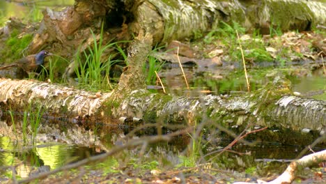 A Dark-colored Bird on a Mossy Log in a Swamp