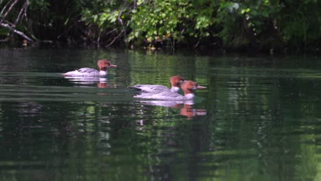 common merganser in the rogue river, southern oregon