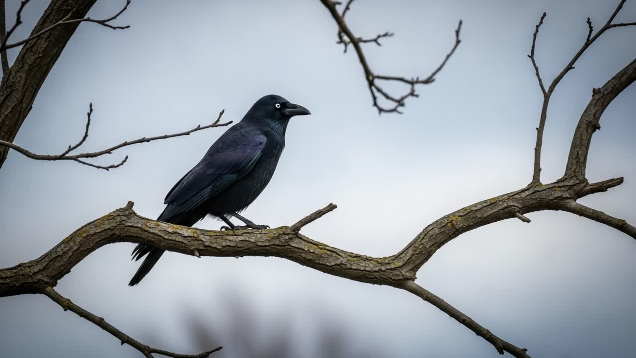 A Captivating Encounter with a Mysterious Crow Perched Gracefully on a Branch, Showcasing Its Unique Beauty and Intriguing Behavior Against a Soft Sky Background