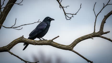 a captivating encounter with a mysterious crow perched gracefully on a branch, showcasing its unique beauty and intriguing behavior against a soft sky background