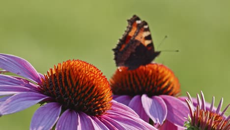 Una-Sola-Mariposa-De-Concha-De-Tortuga-Pequeña-Se-Alimenta-De-Coneflower-Naranja-A-La-Luz-Del-Sol