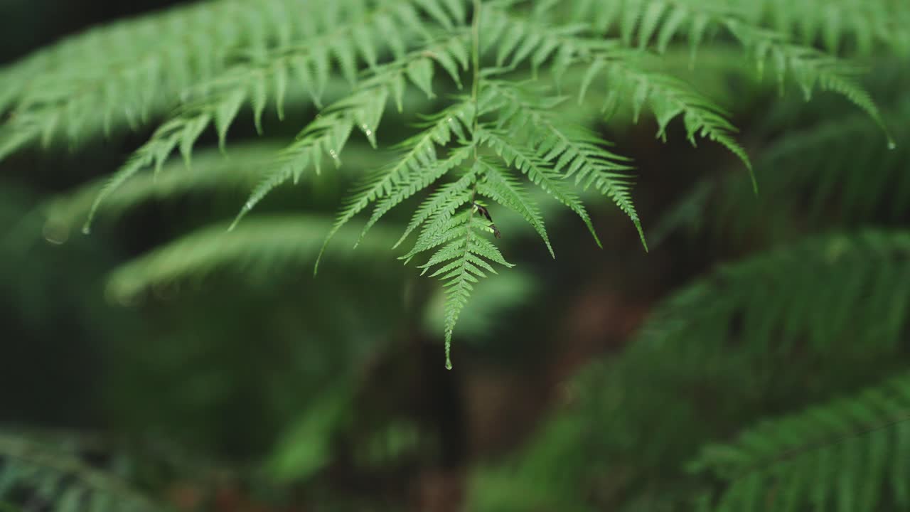 Foresta pluviale verde lussureggiante, luce solare che filtra su una felce. Messa a fuoco selettiva macro su gocce d'acqua su una foglia di felce neozelandese, simmetria iconica che genera soddisfazione.