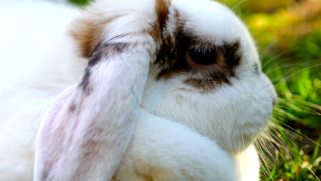 close up of fluffy white rabbit, 4k