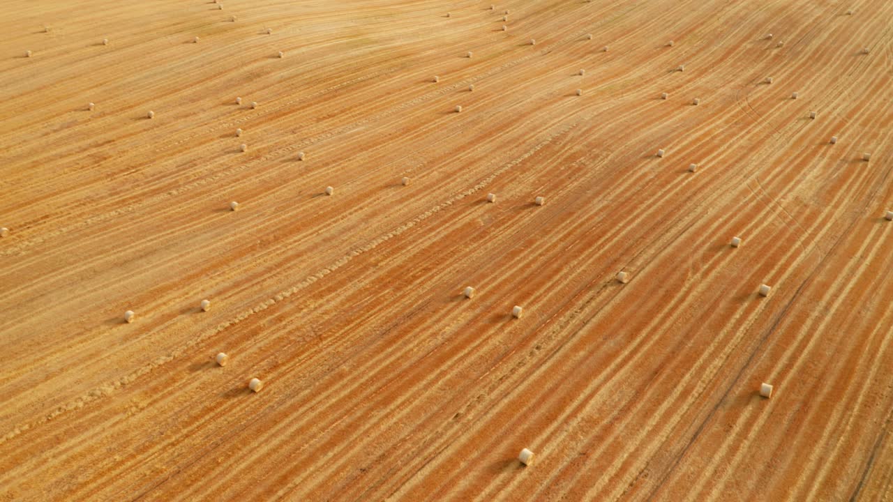 드 터에서 총을 고 황금  위를 날아다니며 밀 을 습니다.