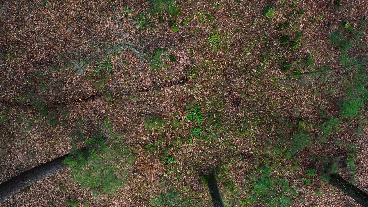 joven motociclista compitiendo con su bicicleta en el bosque