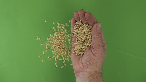 farmer in the palm holds barley grains. pile of grains from a hand fall down on a green background. top view.