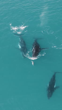 una toma vertical de ballenas nadando en el agua turquesa del océano
