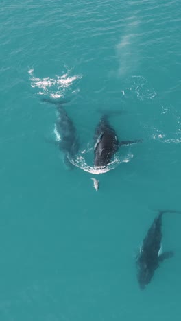 eine vertikale aufnahme von walen, die im türkisfarbenen wasser des ozeans schwimmen