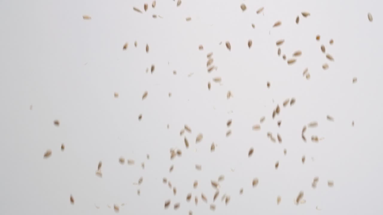 원시 껍질을 벗긴 해바라기 씨 샐러드 너트 토핑은 슬로우 모션으로 흰색 배경에 비가 내립니다.