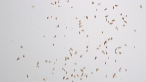 Raw-shelled-sunflower-seed-salad-nut-topping-raining-down-on-white-backdrop-in-slow-motion