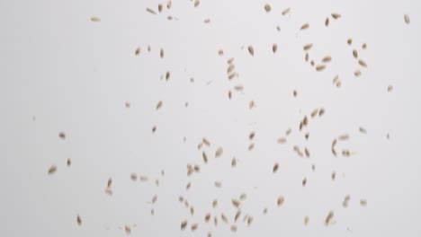 raw shelled sunflower seed salad nut topping raining down on white backdrop in slow motion