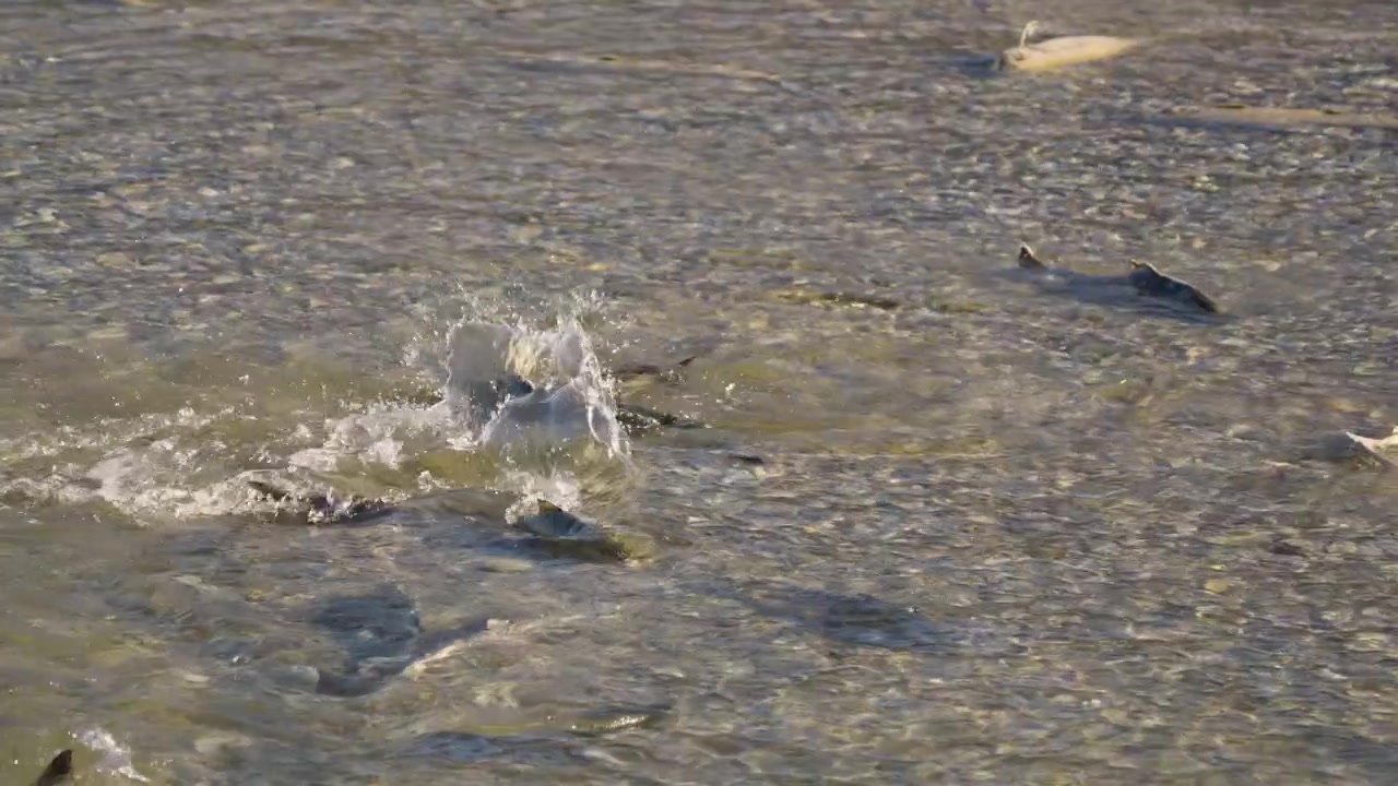 Spawning grounds in shallows of Fraser River of salmon during annual salmon run