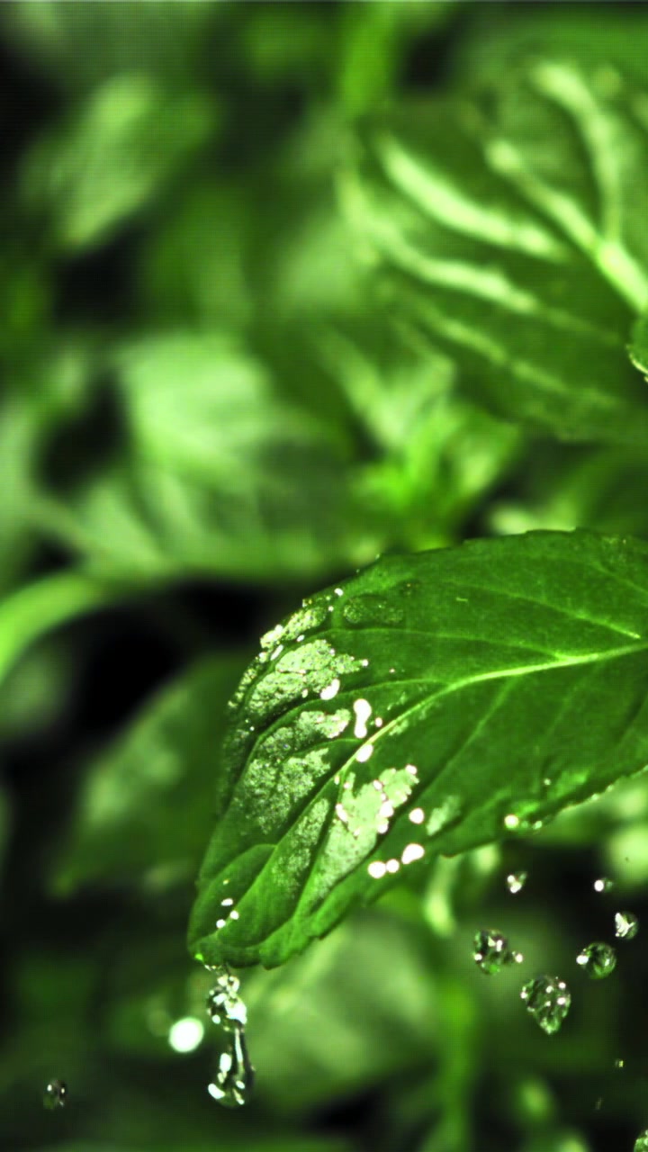 Gocce d'acqua che cadono su una foglia verde fresca al rallentatore.
