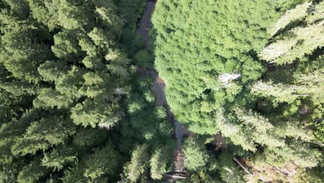 Tracking-along-a-hidden-mountain-creek-surrounded-by-dense-fertile-evergreen-forest,-aerial-god-view