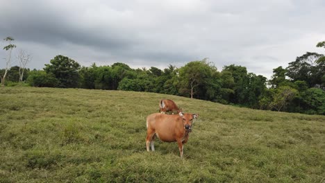 Paisaje-De-Ganado-De-Bali,-Pastando-En-Un-Prado-Cubierto-De-Hierba,-Vacas-Marrones-Balinesas,-Banteng-Doméstico,-Fauna-Asiática,-Toma-Cinematográfica