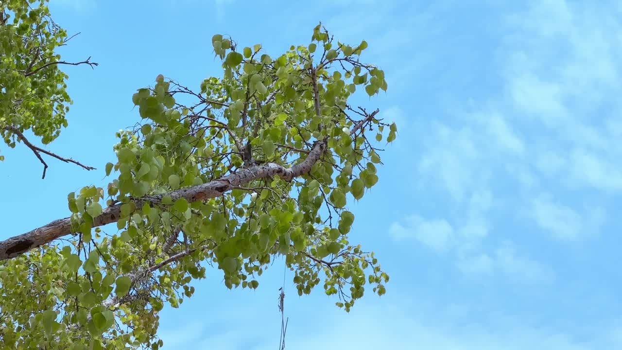sacred fig tree leaves swaying gently with the wind against the blue sky, also known as bodhi tree, pippala tree, peepal tree