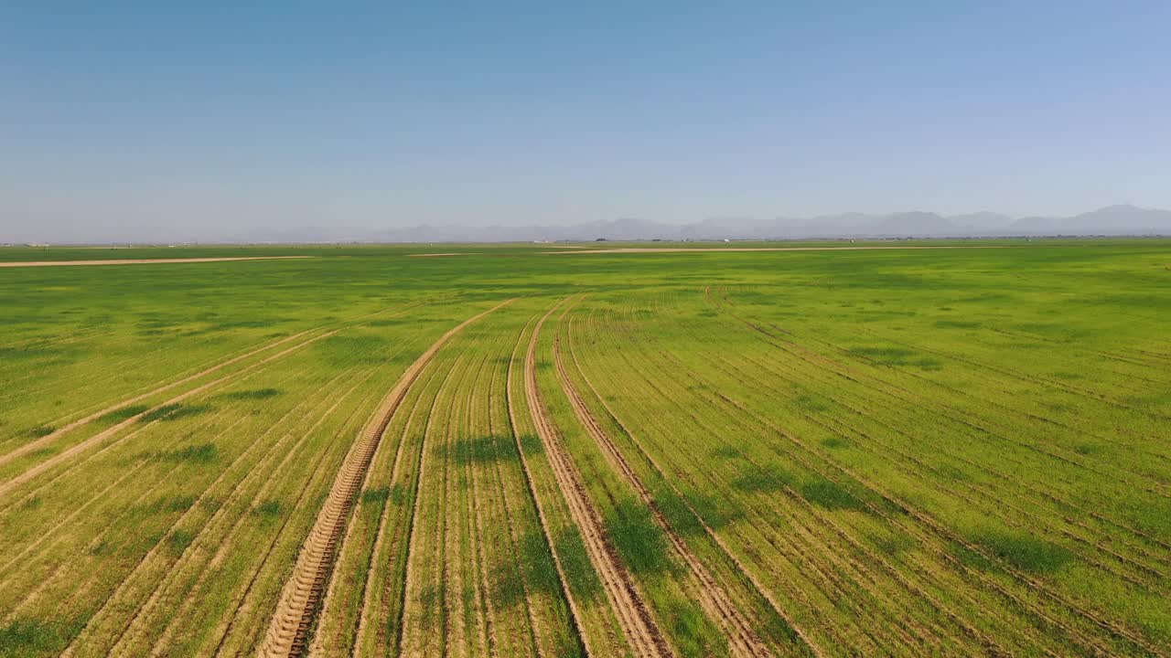 Top view of the wheat fields at Sharjah Wheat Farms in the United Arab Emirate