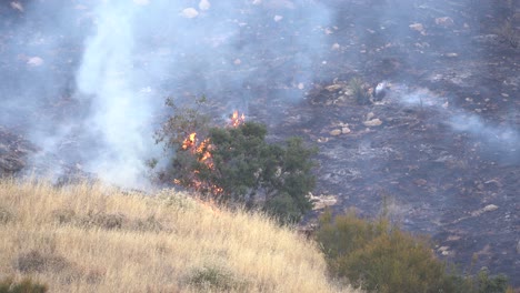 wildfire burns a tree and grass