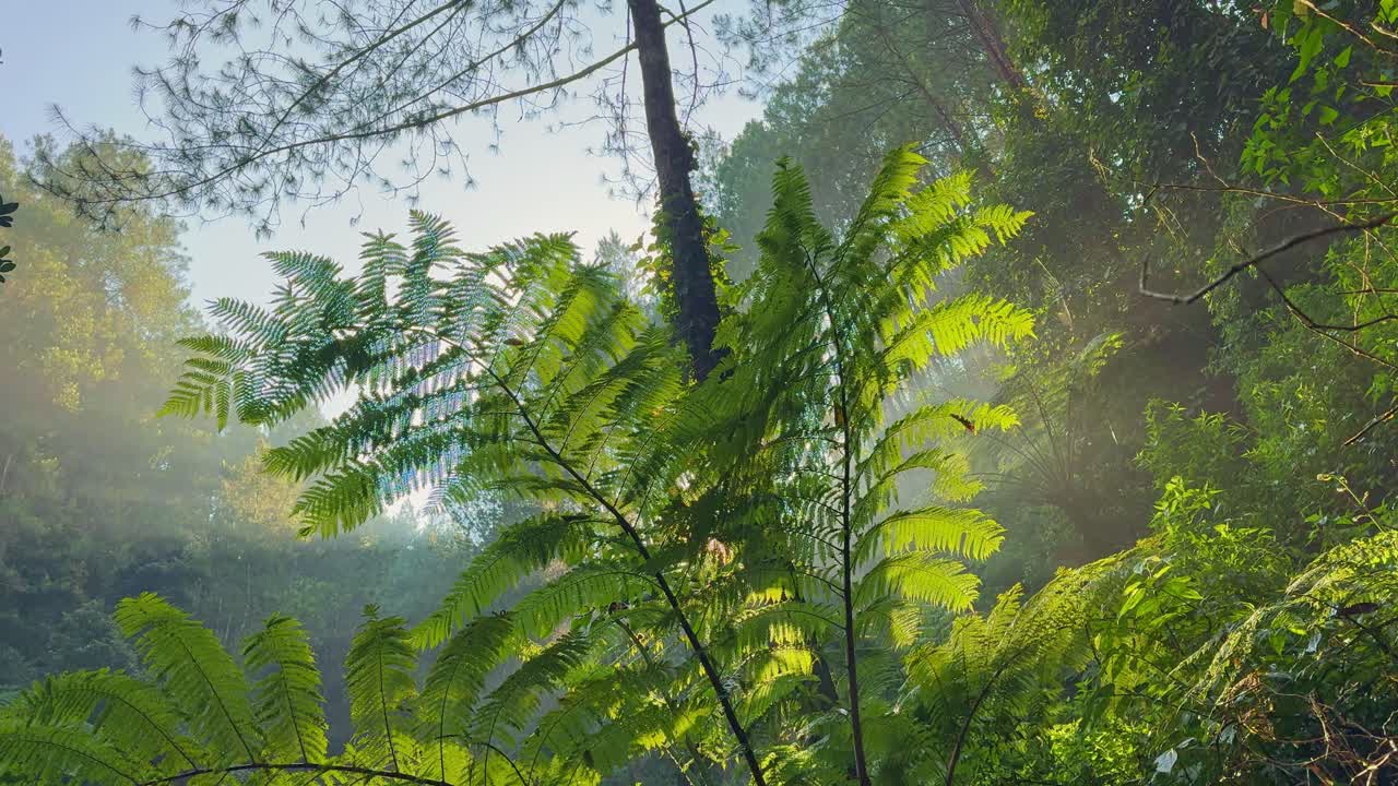 Morning sunlight shining through lush green ferns and tropical forest trees, creating a serene and natural atmosphere