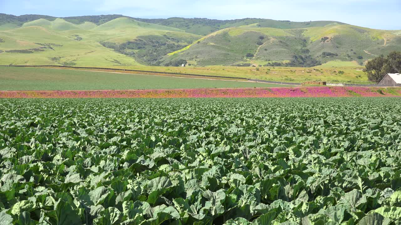 pan a través de campos de lechuga para revelar una pintoresca granja cerca de santa maria santa barbara california