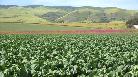 Pan-A-Través-De-Campos-De-Lechuga-Para-Revelar-Una-Pintoresca-Granja-Cerca-De-Santa-Maria-Santa-Barbara-California