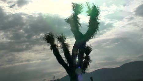 ein yucca-baum steht vor der sonne