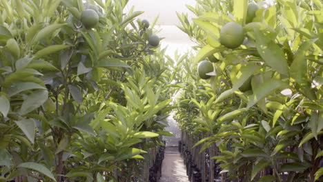 green citrus trees growing in greenhouse, showcasing vibrant leaves and fruits