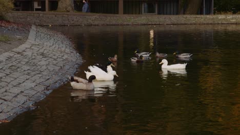 ducks at western park, autumn season, university of sheffield campus, sheffield, south yorkshire, uk