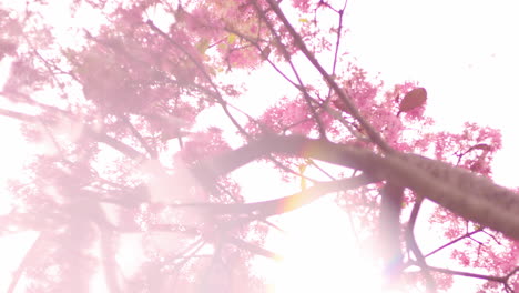 arupo or jacaranda tree in tropical country