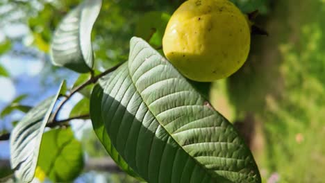 close-up of a yellow guava on a tree