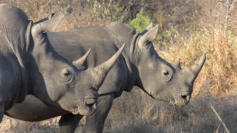 majestic side by side profile shot of two southern white rhino on a sunny say in the wild of africa