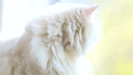 domestic cat with complete heterochromia. white cat with different colored eyes is sitting by the window.