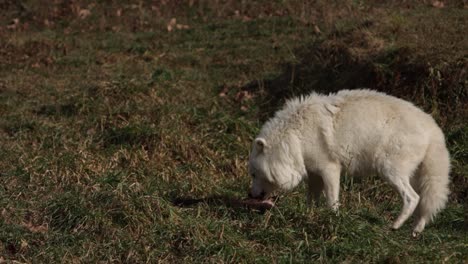 arctic-wolf-chewing-and-moving-furry-prey-around-long-clip-60p