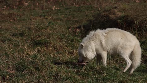 arctic wolf chewing and moving furry prey around long clip 60p