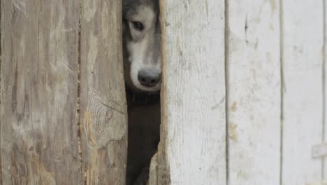 two huskies peeking from a wooden kennel