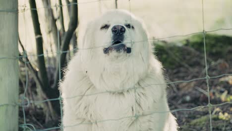 pyrenees dog barking through farm fence - slow motion clip