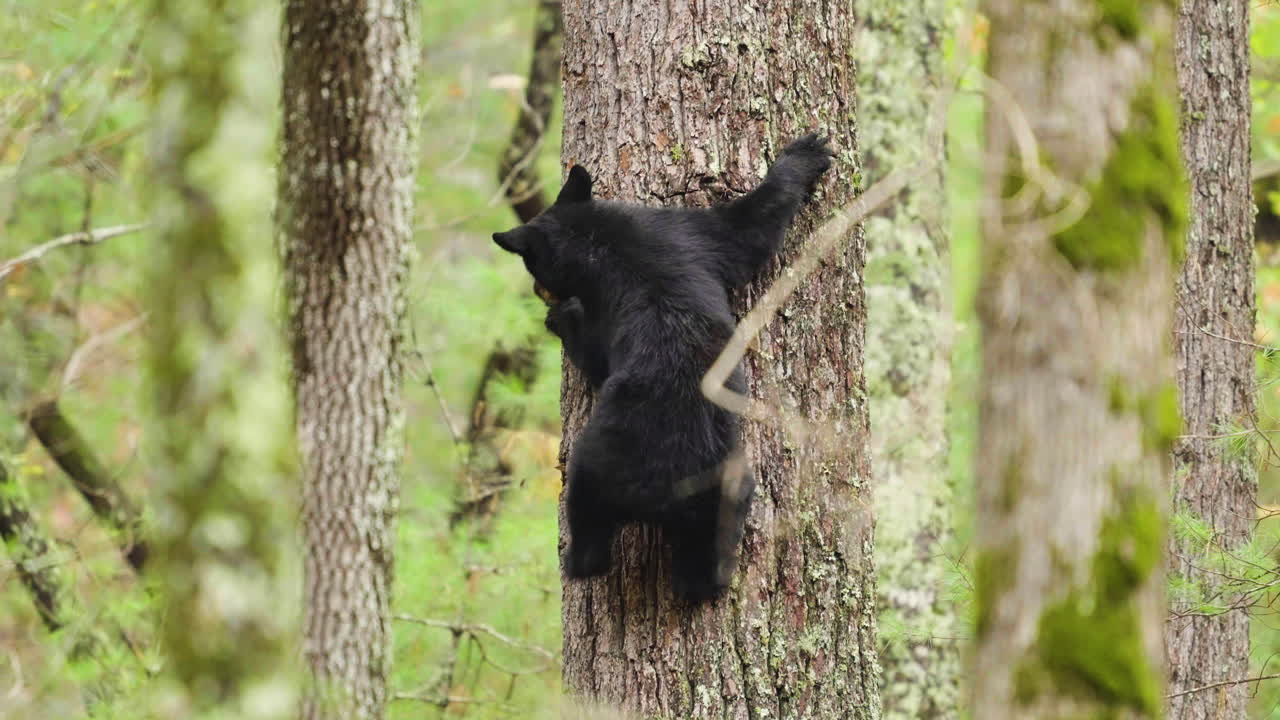 Black Bear Cub Climbing Down Tree