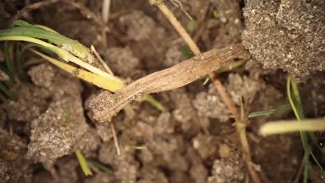 Top-down-shot-of-a-disturbed-fire-ant-mound,-blade-of-grass-looks-like-as-bridge-spanning-broken-dirt-sections