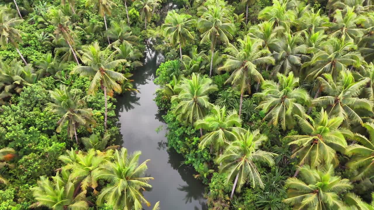 Drone shot captures Maasin River weaving through thick, lush coconut palms in a vibrant tropical landscape, highlighting the unique greenery of Siargao, Philippines in one continuous scene