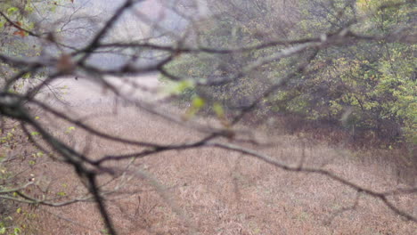 big whitetail buck making rub or scrape on edge of field